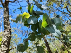 Eucalyptus melanophloia