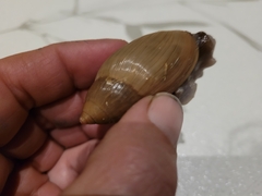 Euglandina rosea