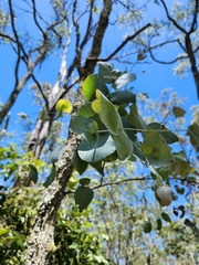 Eucalyptus melanophloia