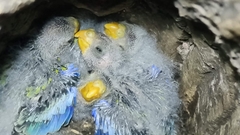 Platycercus adscitus