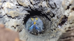 Platycercus adscitus