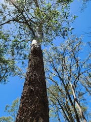 Eucalyptus moluccana
