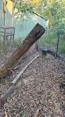 Platycercus adscitus