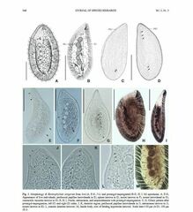 Kentrophyllum setigerum