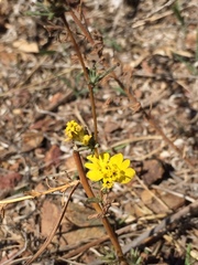 Calycadenia truncata