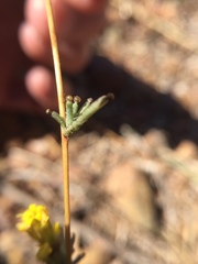 Calycadenia truncata