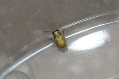 Pachybrachis mellitus