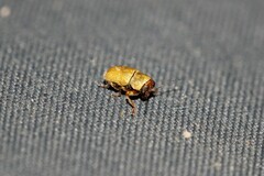 Pachybrachis mellitus