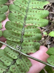 Dryopteris tenuipes