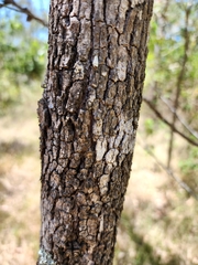 Acacia leiocalyx