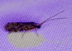 Polycentropodidae
