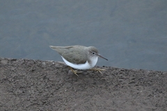 Actitis macularius
