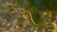 Rhabdophis tigrinus
