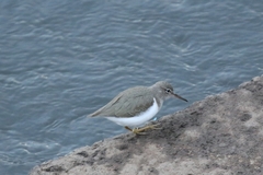 Actitis macularius
