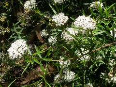 Platysace lanceolata