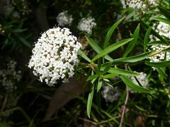 Platysace lanceolata