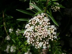 Platysace lanceolata