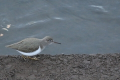 Actitis macularius