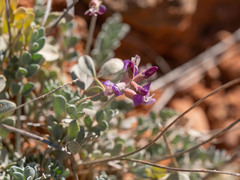 Astragalus calycosus