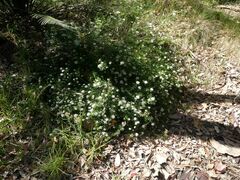 Platysace lanceolata