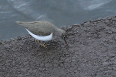 Actitis macularius