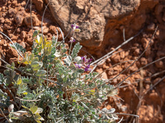 Astragalus calycosus