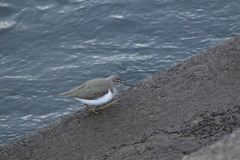 Actitis macularius