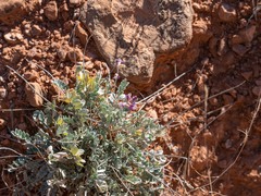 Astragalus calycosus