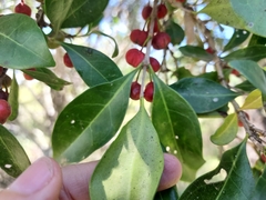 Cyclophyllum coprosmoides coprosmoides