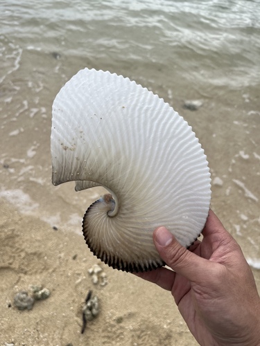 Nautilus, 2022-11-24