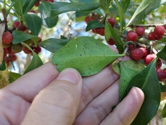 Cyclophyllum coprosmoides coprosmoides