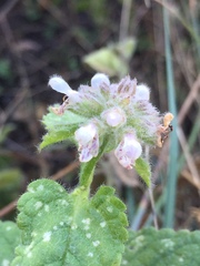 Stachys pycnantha