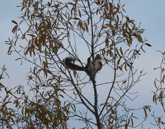 Sciurus carolinensis