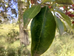 Cyclophyllum coprosmoides coprosmoides