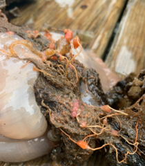 Ectopleura marina