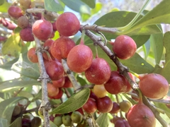 Cyclophyllum coprosmoides coprosmoides