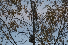 Sciurus carolinensis