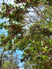 Cyclophyllum coprosmoides coprosmoides