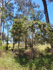 Cyclophyllum coprosmoides coprosmoides