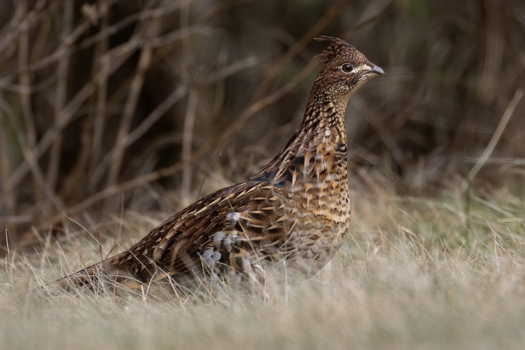 Eastern Ruffed Grouse