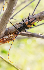 Dendrobias mandibularis