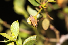 Phytocoris ramosus