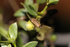 Phytocoris ramosus