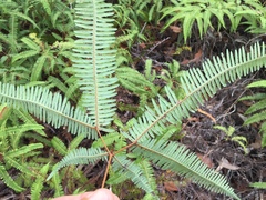 Dicranopteris linearis