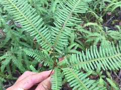 Dicranopteris linearis