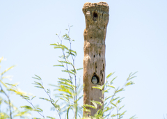 Agapornis roseicollis