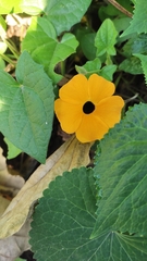 Thunbergia alata