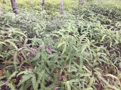 Dicranopteris linearis