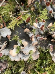 Peltigera horizontalis