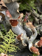Peltigera horizontalis